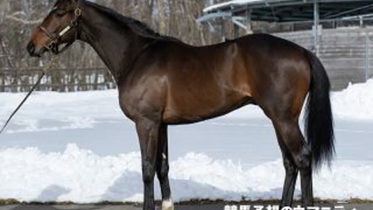 【阪神JF】米国馬メイデイレディが来日　ジョセフ・リー厩務員「心身ともに問題はありません」｜競馬ニュース｜競馬予想のウマニティ