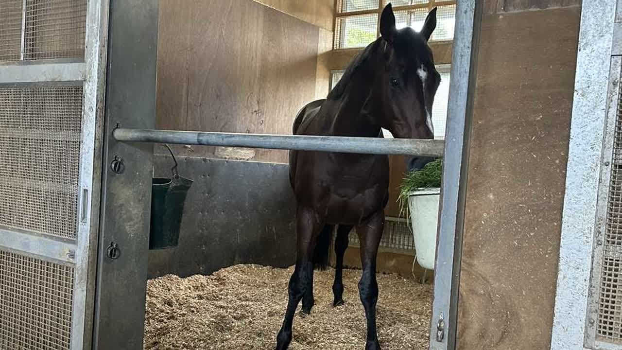 ドウデュース、天皇賞・秋制覇から一夜明け　前川助手「本当にタフだなと思います」｜競馬ニュース｜競馬予想のウマニティ