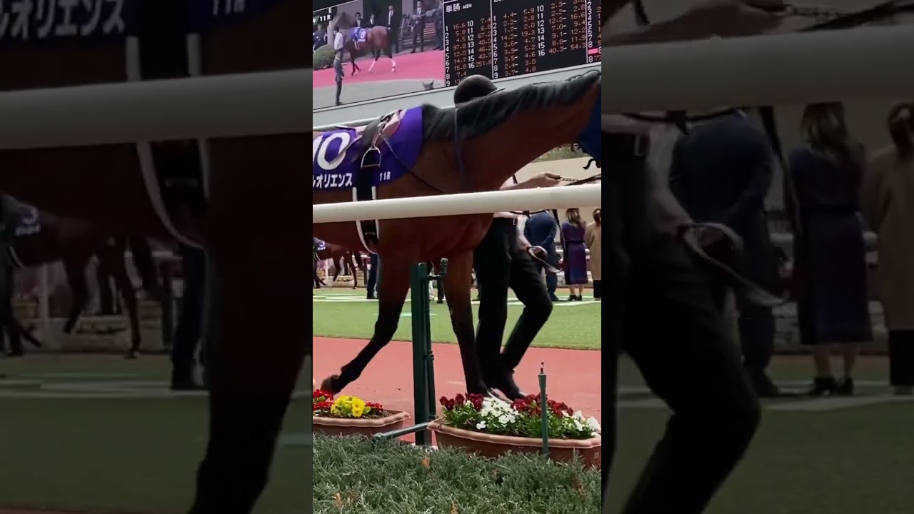 第68回大阪杯🏇パドック　2024/03/31 阪神競馬場