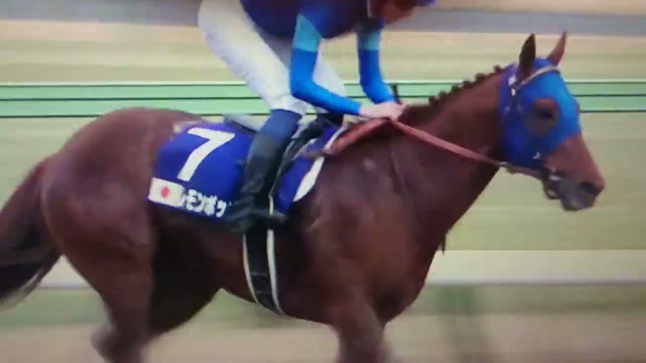 レモンポップ応援🍋レモンポップ大好き🩷#フェブラリーステークス2023#レモンポップ