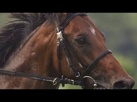 ナカヤマフェスタ〜突然の覚醒【重賞回顧 宝塚記念】