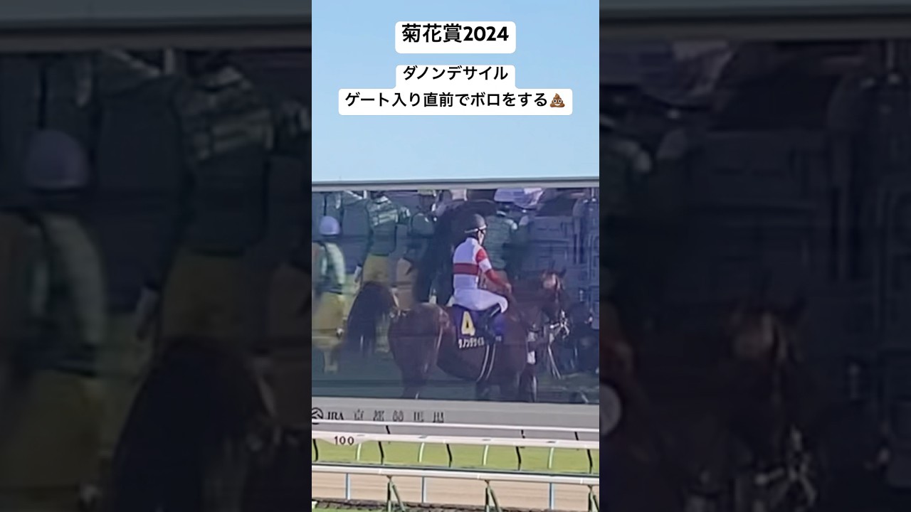 【菊花賞2024】ダノンデサイルがゲート入り直前でボロをする💩　#ダノンデサイル  #菊花賞　#菊花賞2024