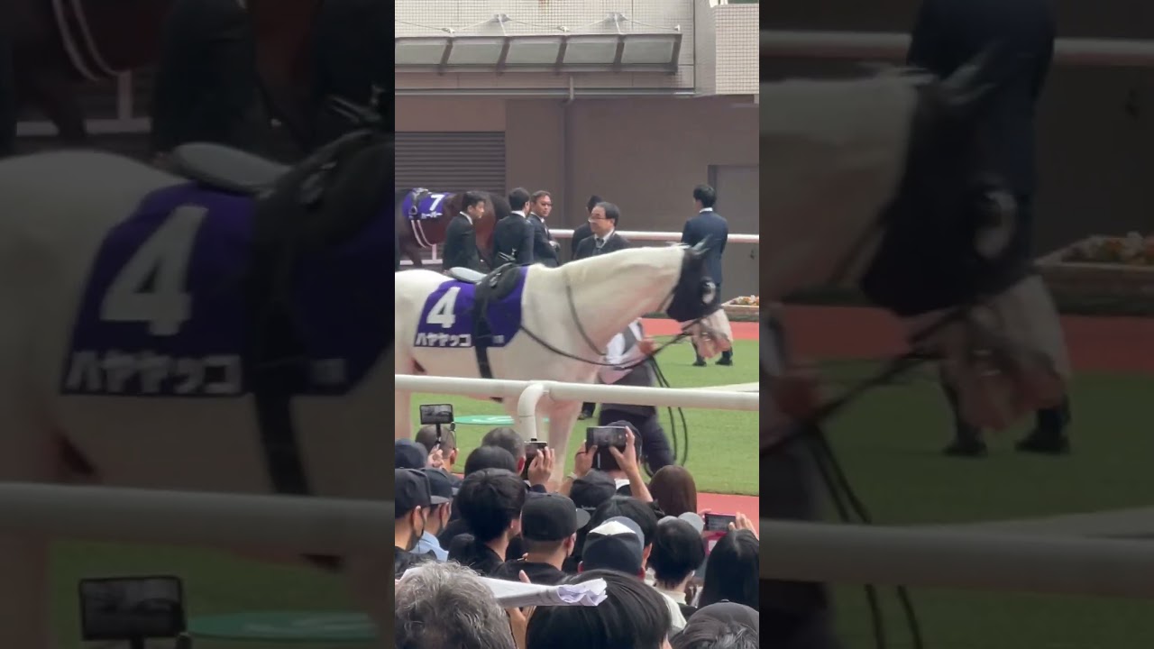 2024年3月31日 大阪杯 いぶし銀の白馬ハヤヤッコ🐴