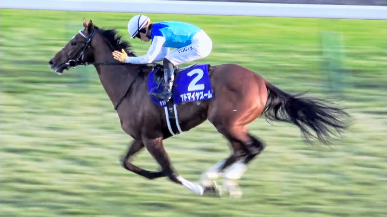 【朝日杯FS2024】川田騎手がゴール後、止めるのが大変だったと語ったウイニングラン 現地映像 アドマイヤズーム