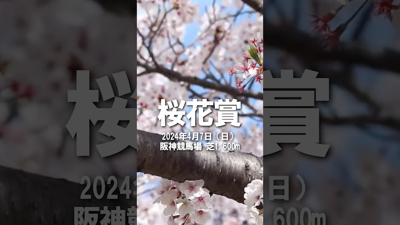 桜花賞。あなたの本命は？ #競馬 #horse #horseracing #競馬予想 #桜花賞 #桜 #sakura #cherry #アスコリピチェーノ