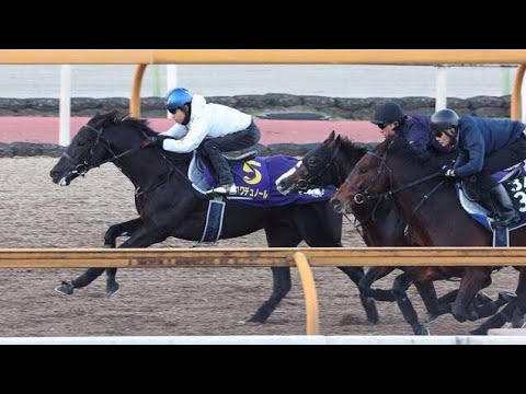 【ホープフルS】1週前追い　クロワデュノールは北村友一騎手を背に3頭併せで最先着「前走と比べてもより動ける態勢を作れています」
