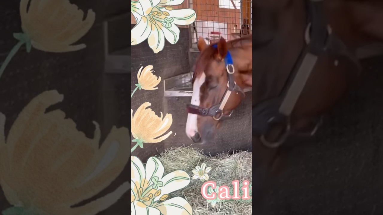 ワイドラトゥールの桜花賞が楽しみすぎて眠れません。〔偉大なるカリフォルニアクローム👑California Chrome〕🛌🫧