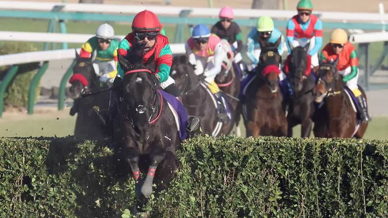 【中山大障害の注目点】連覇を狙うマイネルグロン　昨年の2、3着馬も出走予定｜競馬ニュース｜競馬予想のウマニティ