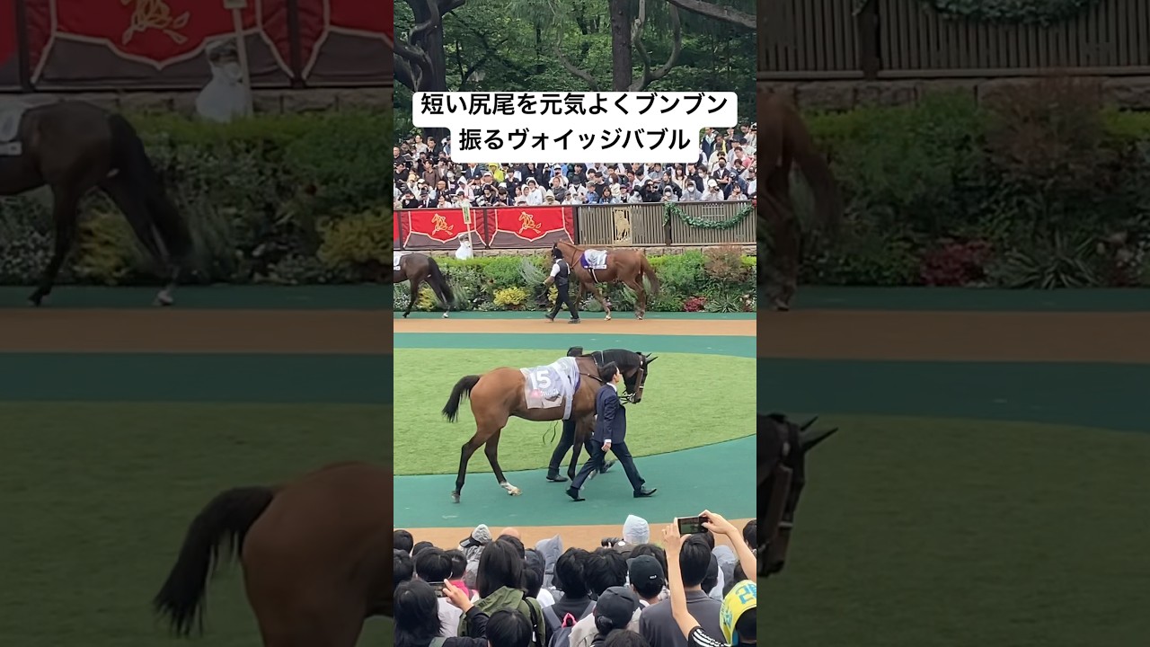 短い尻尾を元気よくブンブン振るヴォイッジバブル【安田記念】#VoyageBubble　#安田記念2024  #ロマンチックウォーリアー