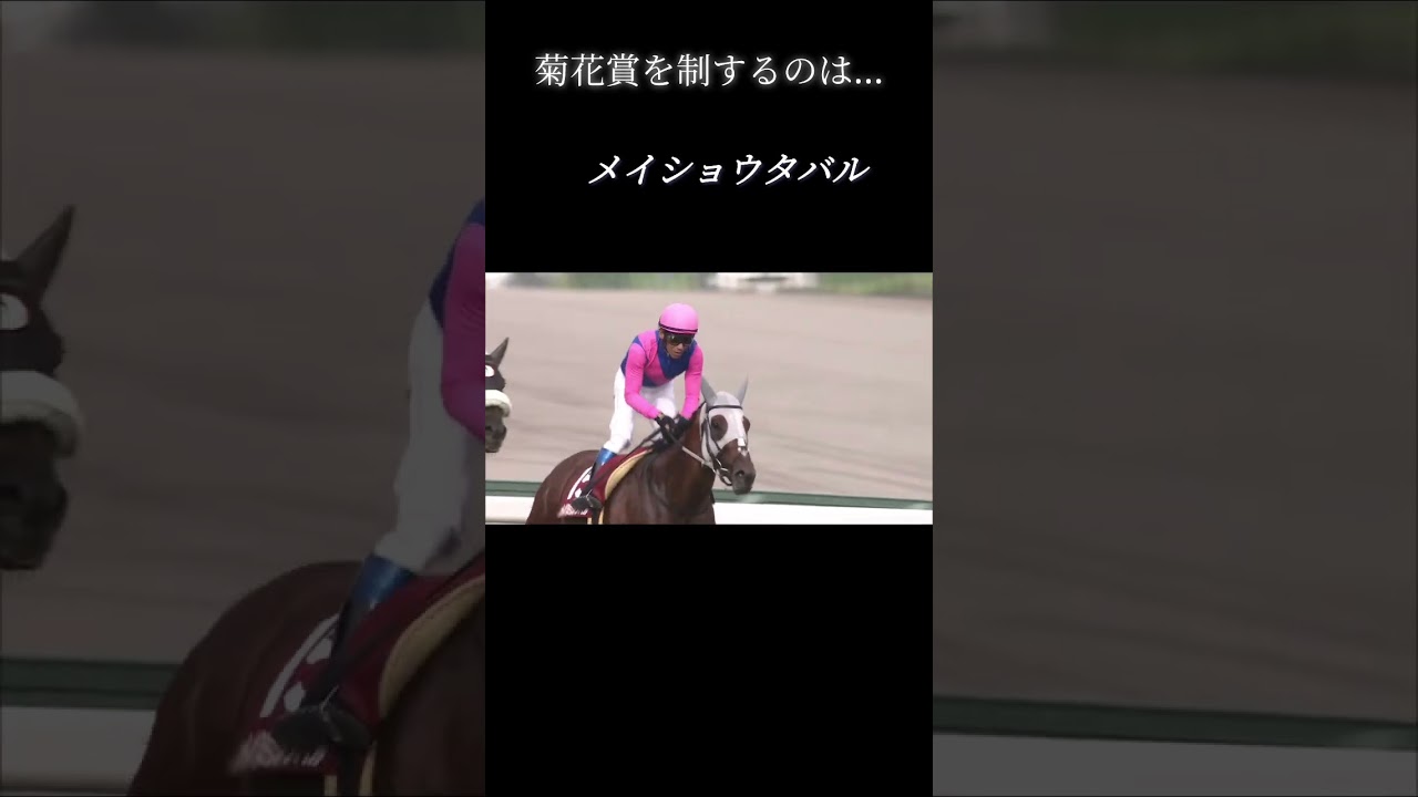 菊花賞を制するのは？#競馬好きな人と繋がりたい #競馬 #菊花賞 #競馬予想