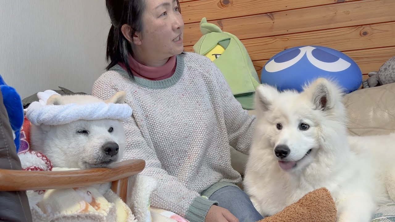 有馬記念、本気で予想する柴犬、まさかの結果。