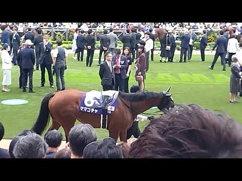 中山11レース 第58回スプリンターズステークス(GI)パドック