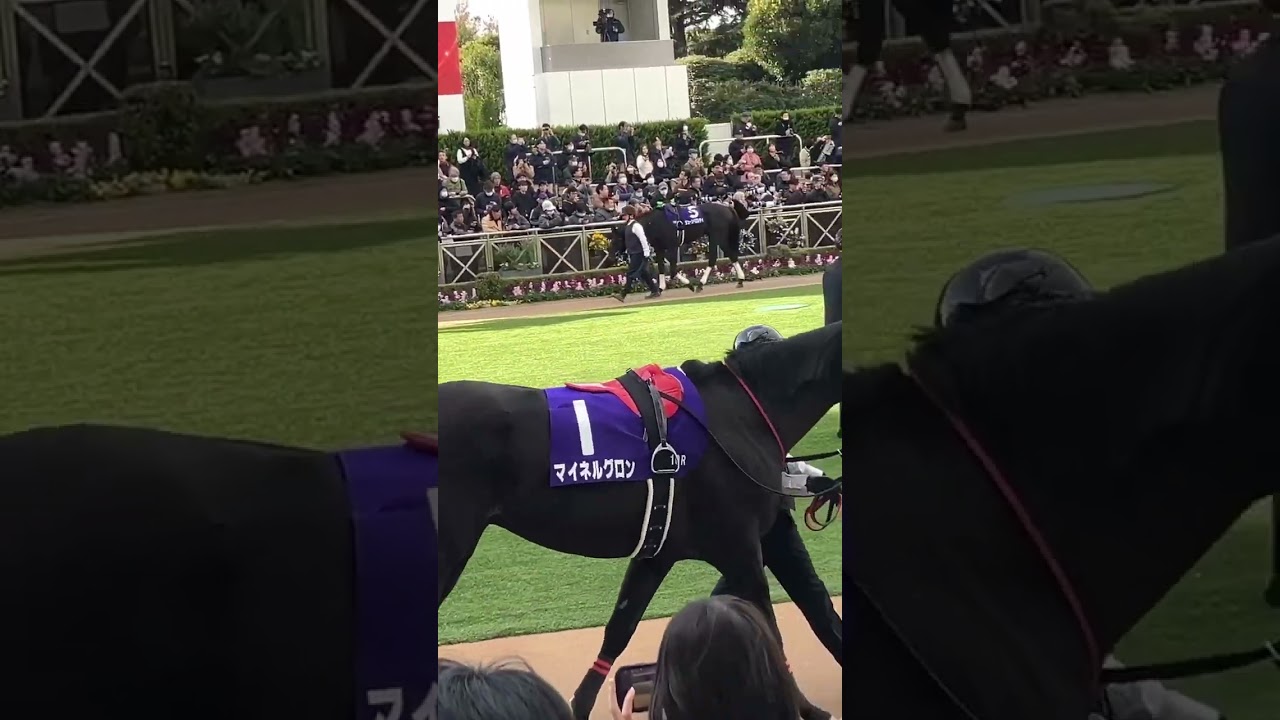 マイネルグロンとエコロデュエル 中山大障害 #short#shorts#こしゃまる #有馬記念