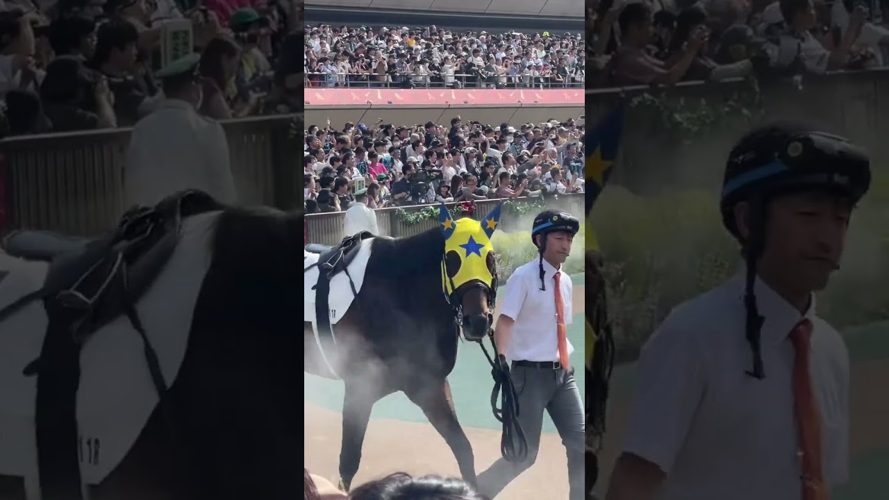 2024年日本ダービーパドック　振り返り@旅インコ