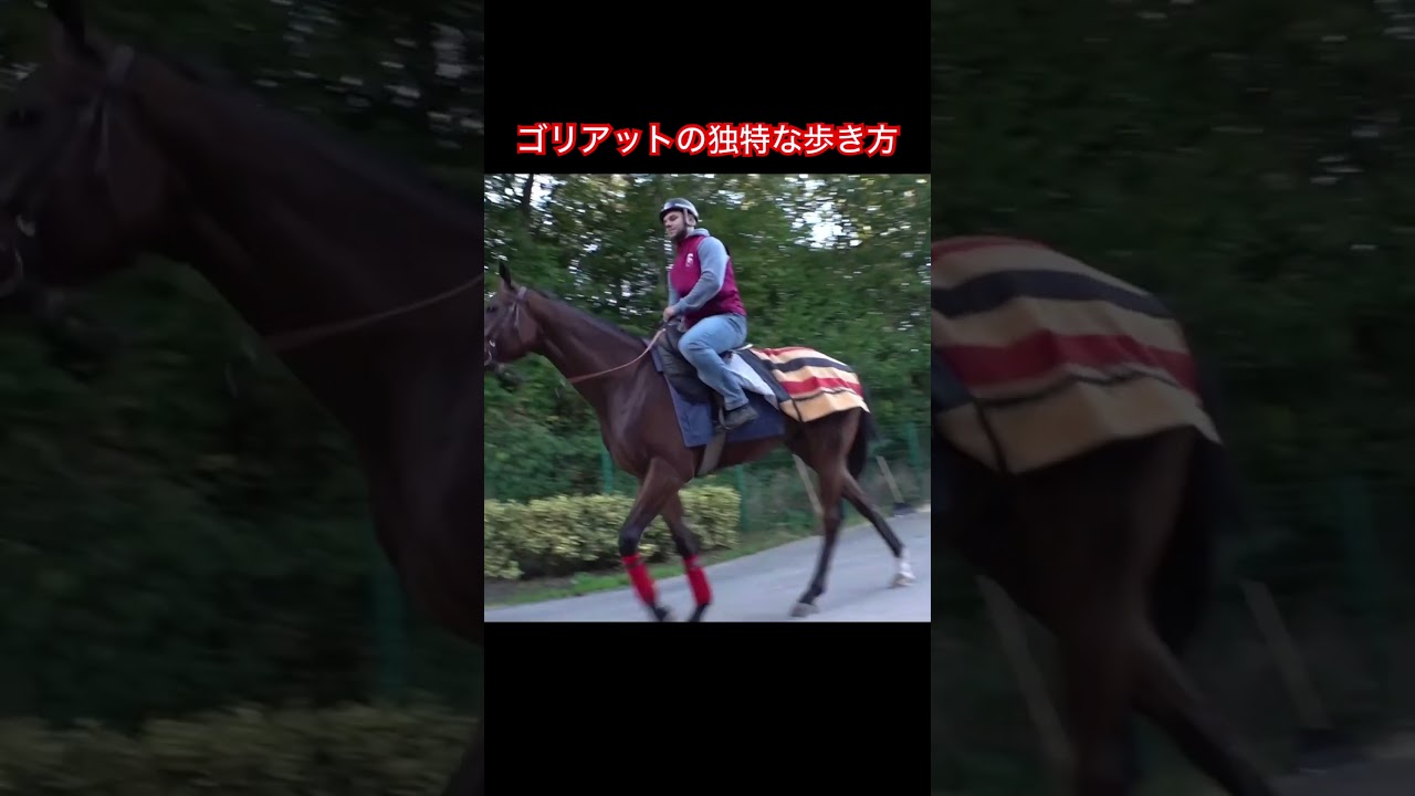【ジャパンカップ】ゴリアットの独特な歩き方 #shorts #競馬  #ジャパンカップ