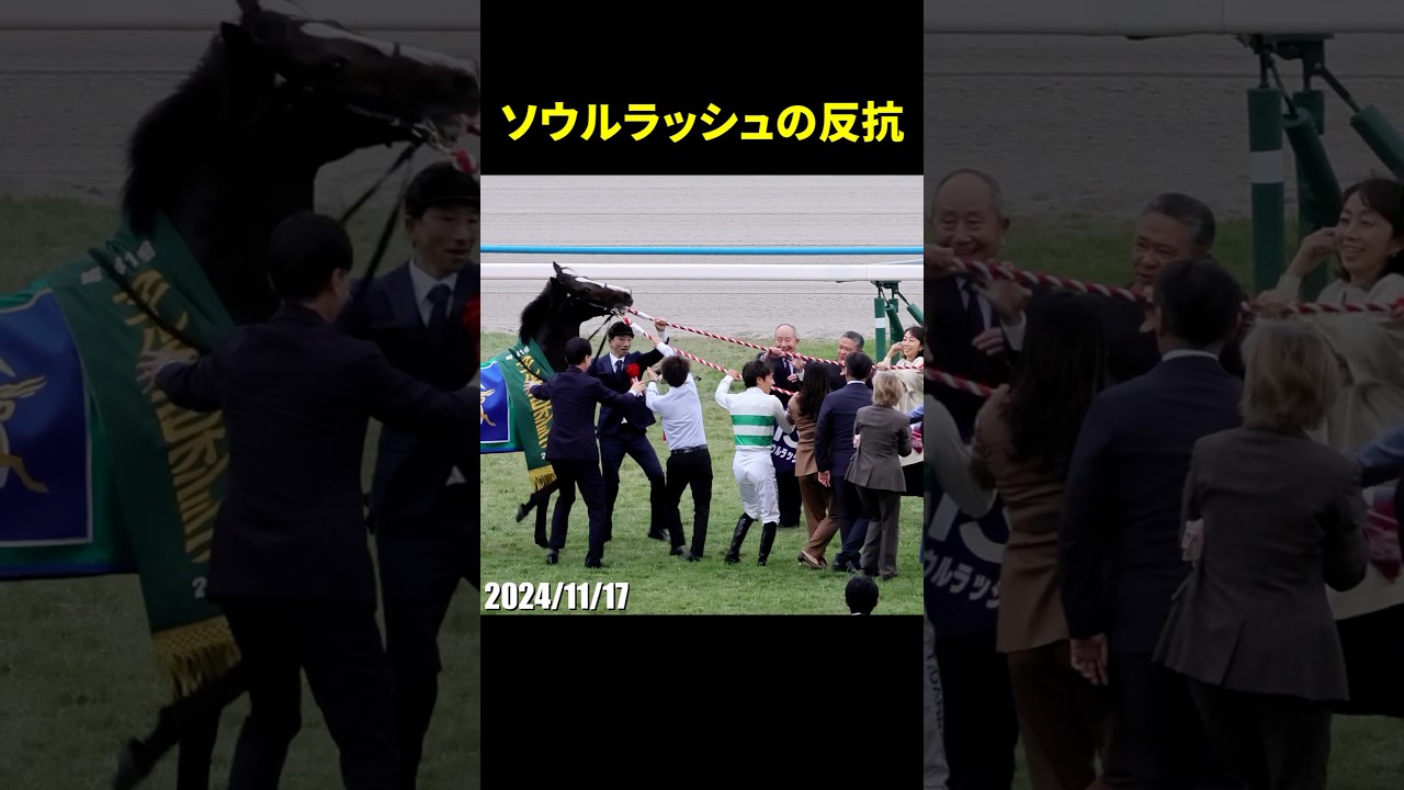 マイルチャンピオンシップ優勝馬ソウルラッシュの反抗／#マイルCS #ソウルラッシュ #口取り #競馬 #現地映像 #shorts