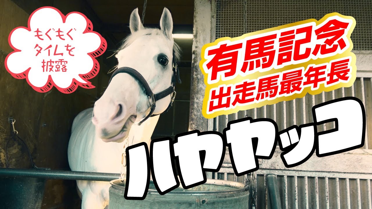 こんにちは！【ハヤヤッコ】です　もぐもぐタイムを披露、有馬記念に出走　白毛の“イケおじ”の馬房でのまったりタイムを紹介♪