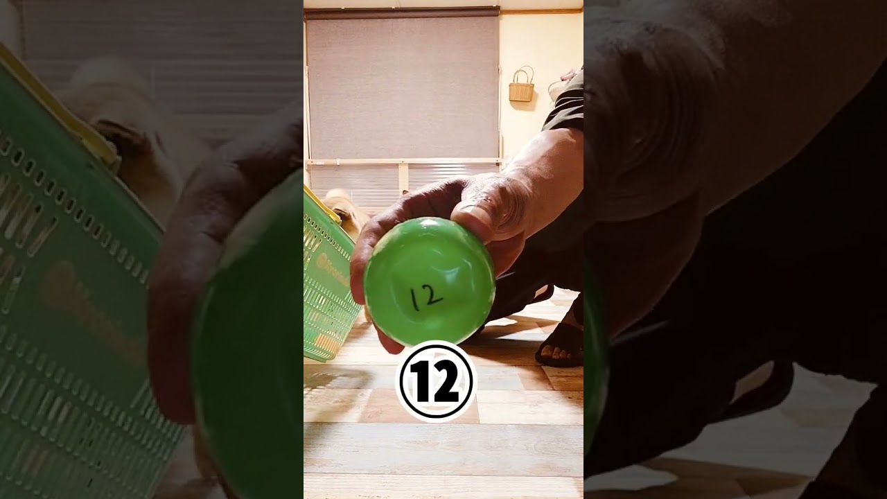 柴犬姉妹が予想する優駿牝馬(オークス)。