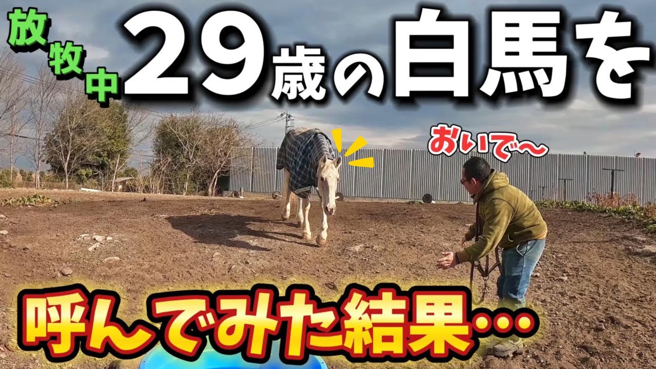 10年以上一緒に過ごす放牧中のおばあちゃん白馬を呼んでみた結果…【ツルマルボーイ様のシモベ】