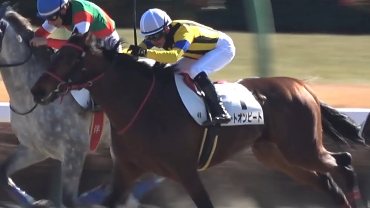 【現地】2025 ヒートオンビート 石神深一 セン馬となり障害転向後の初戦を勝利 【中山競馬場 目黒記念優勝馬】