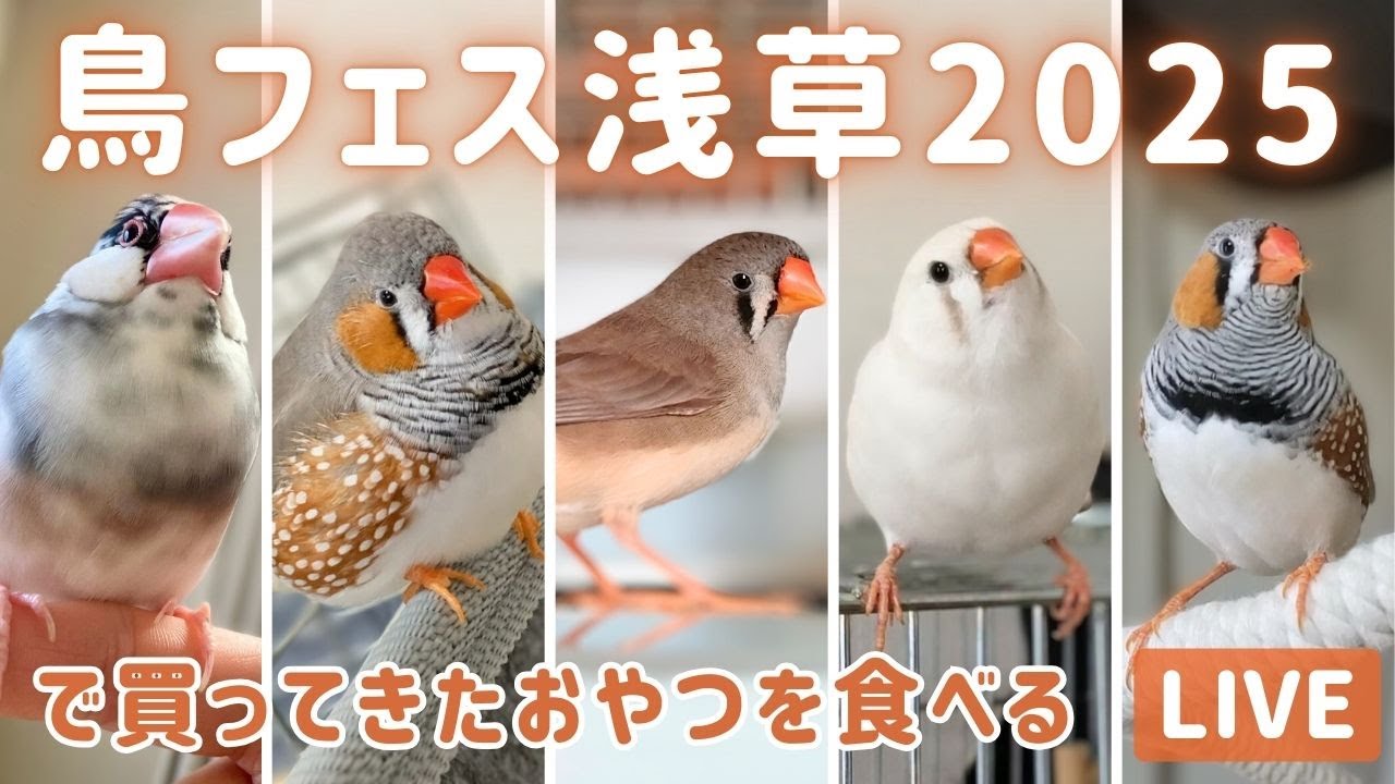 鳥フェス浅草で買ってきたおやつを食べる文鳥・キンカチョウ
