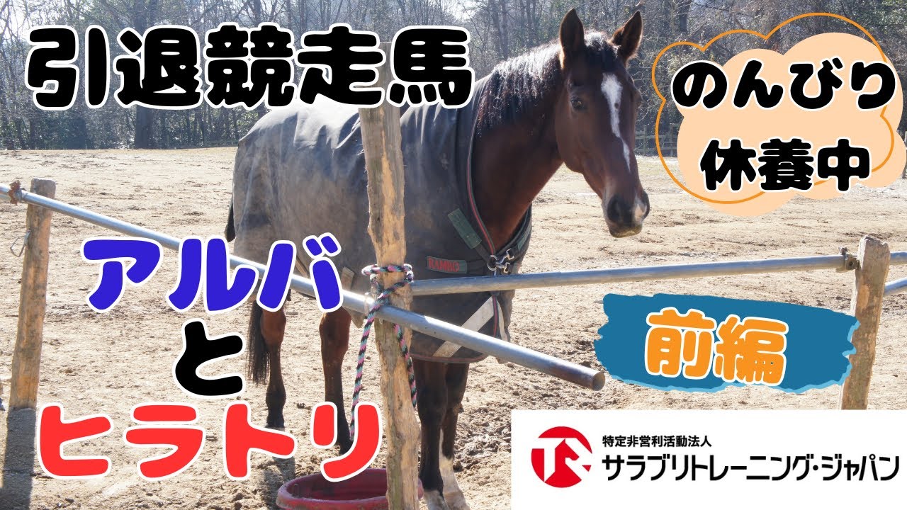 【引退競走馬】アルバとヒラトリ前編【岡山県吉備中央町】＃引退馬支援 #引退競走馬 #ふるさと納税