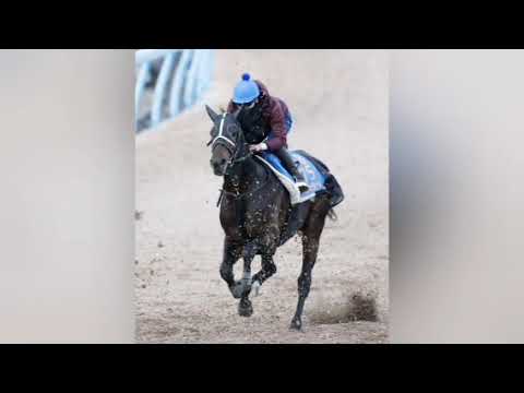 【アメリカJCC】昨年の皐月賞2着馬コスモキュランダ、相性抜群の中山からG1戦線へリスタート決める! Japanese sports]