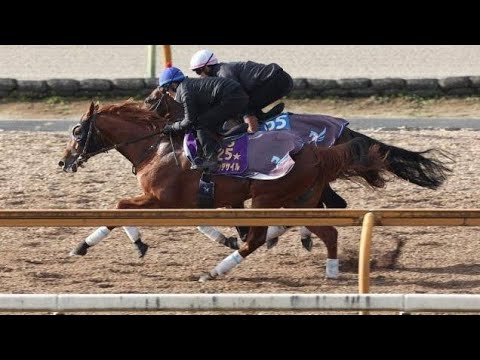 AJC杯】ダービー馬ダノンデサイル　始動戦へ態勢整った！弾むようなフットワークで駆け上がった