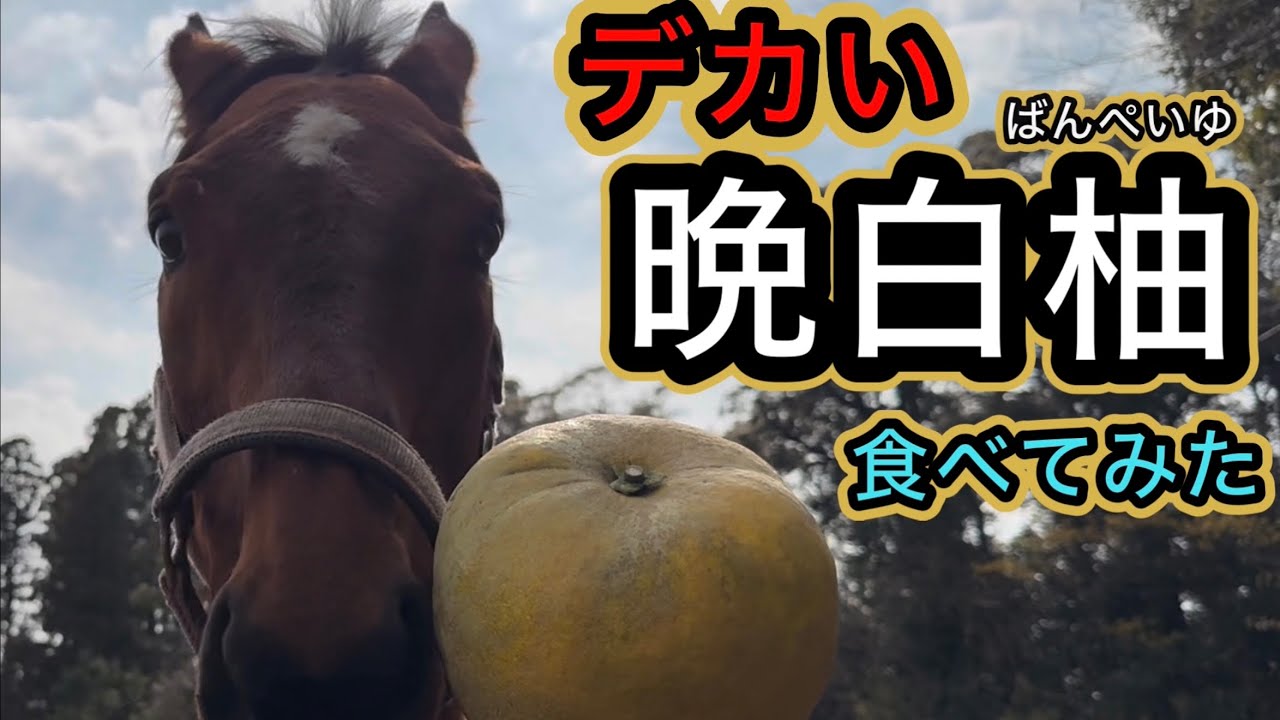 デカい晩白柚食べてみた