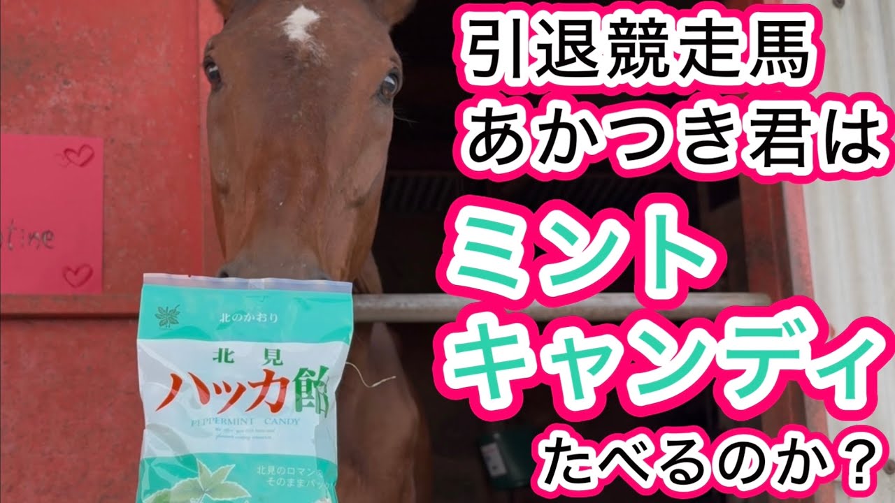 引退競走馬あかつき君はミントキャンディ食べるのか？　〜じっちゃんサンデーサイレンスも好きだったミントキャンディ〜