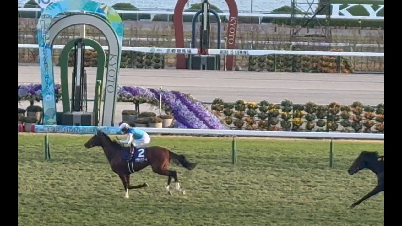 【競馬現地映像】アドマイヤズーム圧勝‼️驚きの朝日杯フューチュリティステークス 2024.12.15