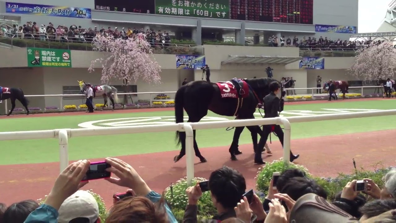 オルフェーヴル 産経大阪杯GⅡ 2013年3月 阪神競馬場 パドック