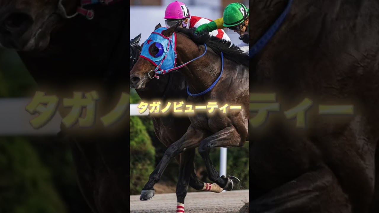 G1フェブラリーSの穴馬を3頭紹介＃競馬＃競馬予想＃ガイアフォース＃サンライズジパング＃タガノビューティー