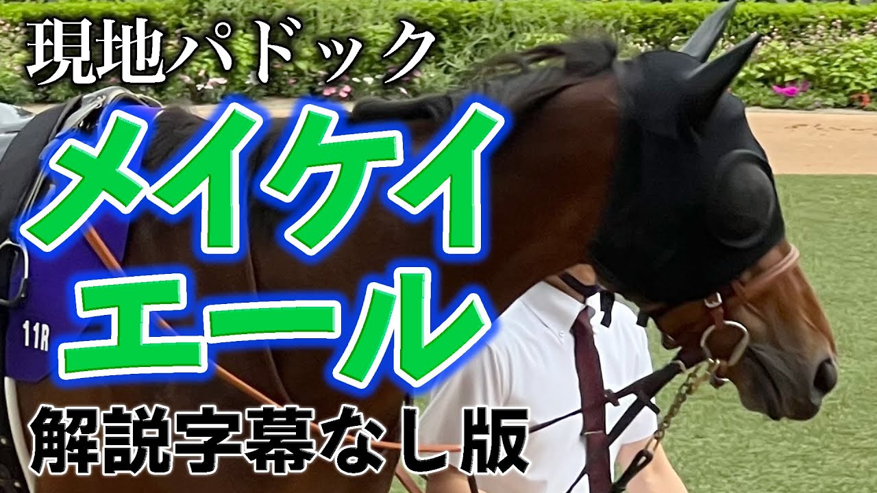 【現地パドック】メイケイエール【'23 安田記念 / '23 スプリンターズS / '24 京都牝馬S / '24 高松宮記念・引退式】(解説字幕なし版)