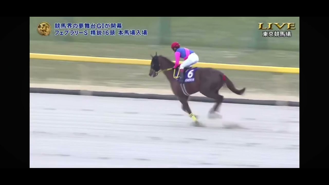 2025 フェブラリーステークスG1 本馬場入場