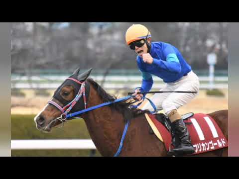 【4歳以上次走報】ペアポルックスは高松宮記念が目標[Japanese sports]