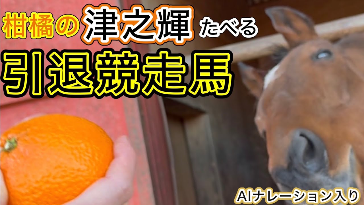 柑橘の津之輝たべる引退競走馬　AIナレーション入り