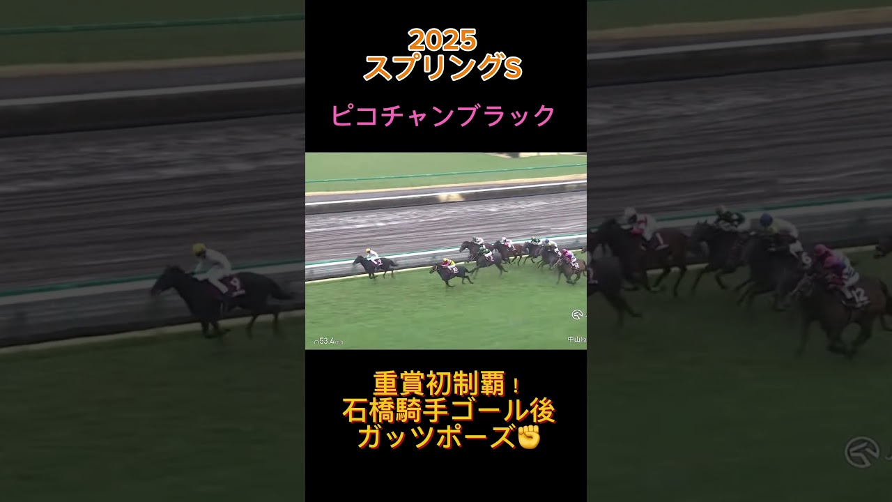 【競馬】ピコチャンブラックがスプリングSをV 重賞初制覇！！#競馬 #スプリングs #ピコチャンブラック #中山競馬場 #皐月賞 #石橋騎手 #horse #shorts