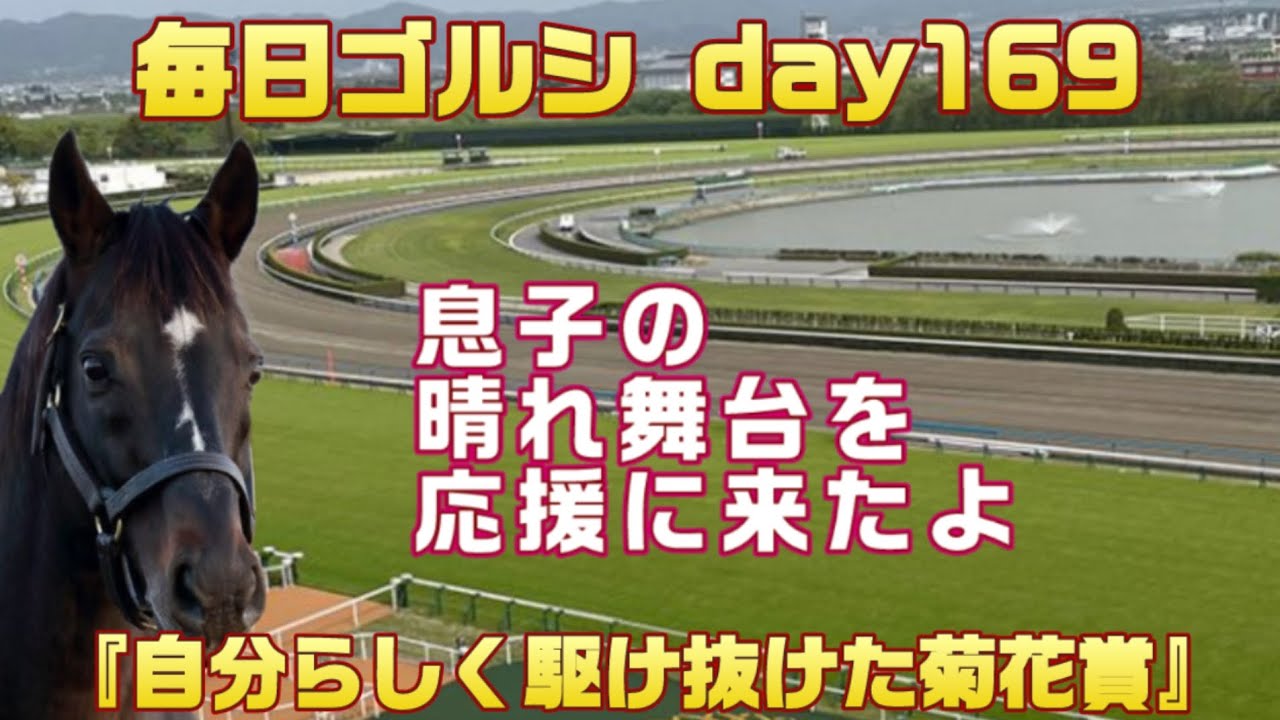 毎日ゴルシ『自分らしく駆け抜けた菊花賞』day169