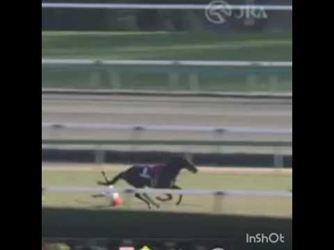 中山大障害マイネルグロン落馬