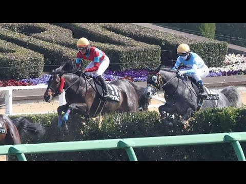 １番人気インプレスが障害４連勝、初の中山を克服し中山GJを射程に／ペガサスJS