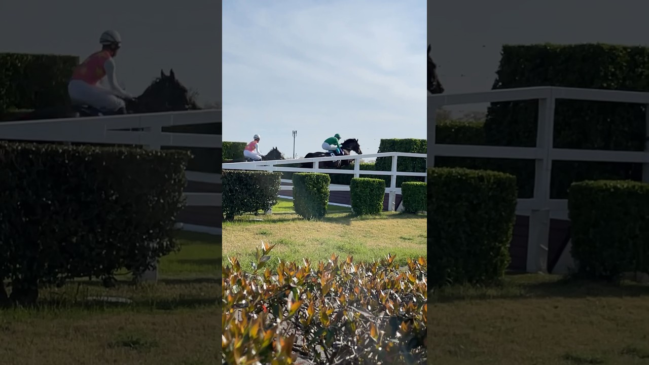 2024年 中山グランドジャンプー7号障害飛越の様子