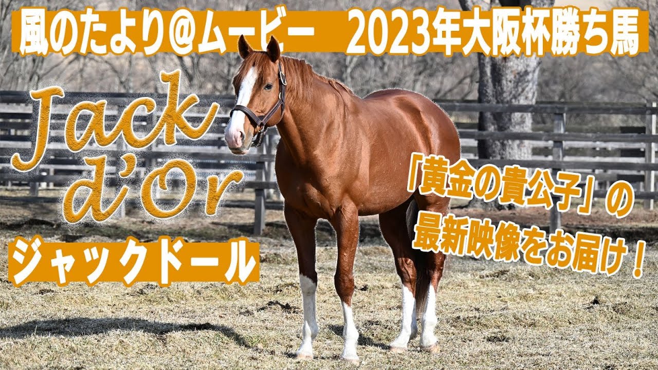 【風のたより＠ムービー】大阪杯優勝馬のジャックドール最新映像！～P.S.ピカピカの種牡馬1年生は栗毛の馬体もキラキラ！～