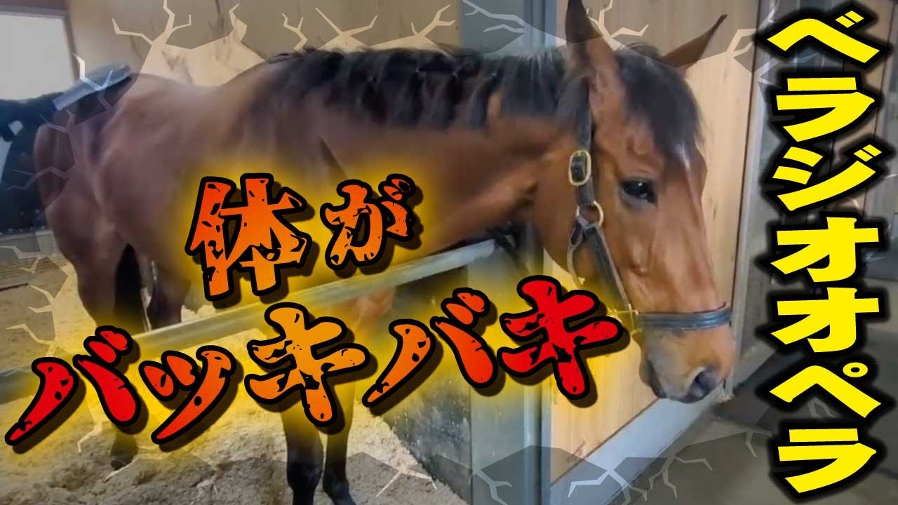 【大阪杯2025】連覇を狙うべラジオオペラは体がバッキバキ。見た目に惚れ込んだ和田記者が熱く…ない程度にしゃべっています！