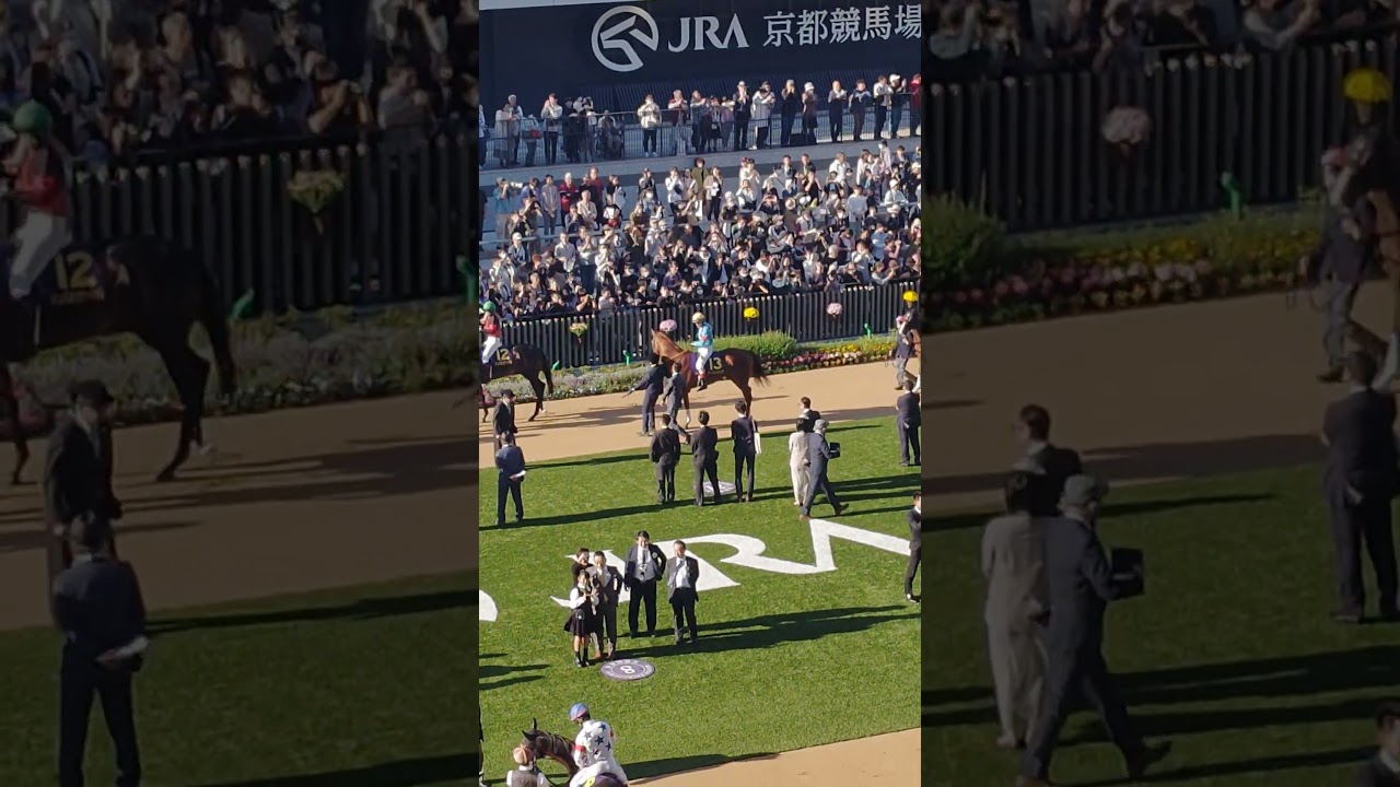 2024/10/20 京都競馬11R菊花賞パドック アーバンシックに騎乗するルメール騎手 #現地観戦 #パドック #菊花賞 #アーバンシック #ルメール
