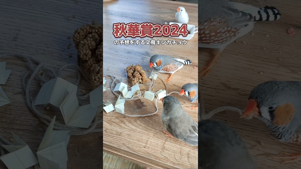 【かなり無理やり一応🎯的中🎯】秋華賞2024の予想をする文鳥・キンカチョウ #javasparrow #zebrafinch #競馬予想 #秋華賞
