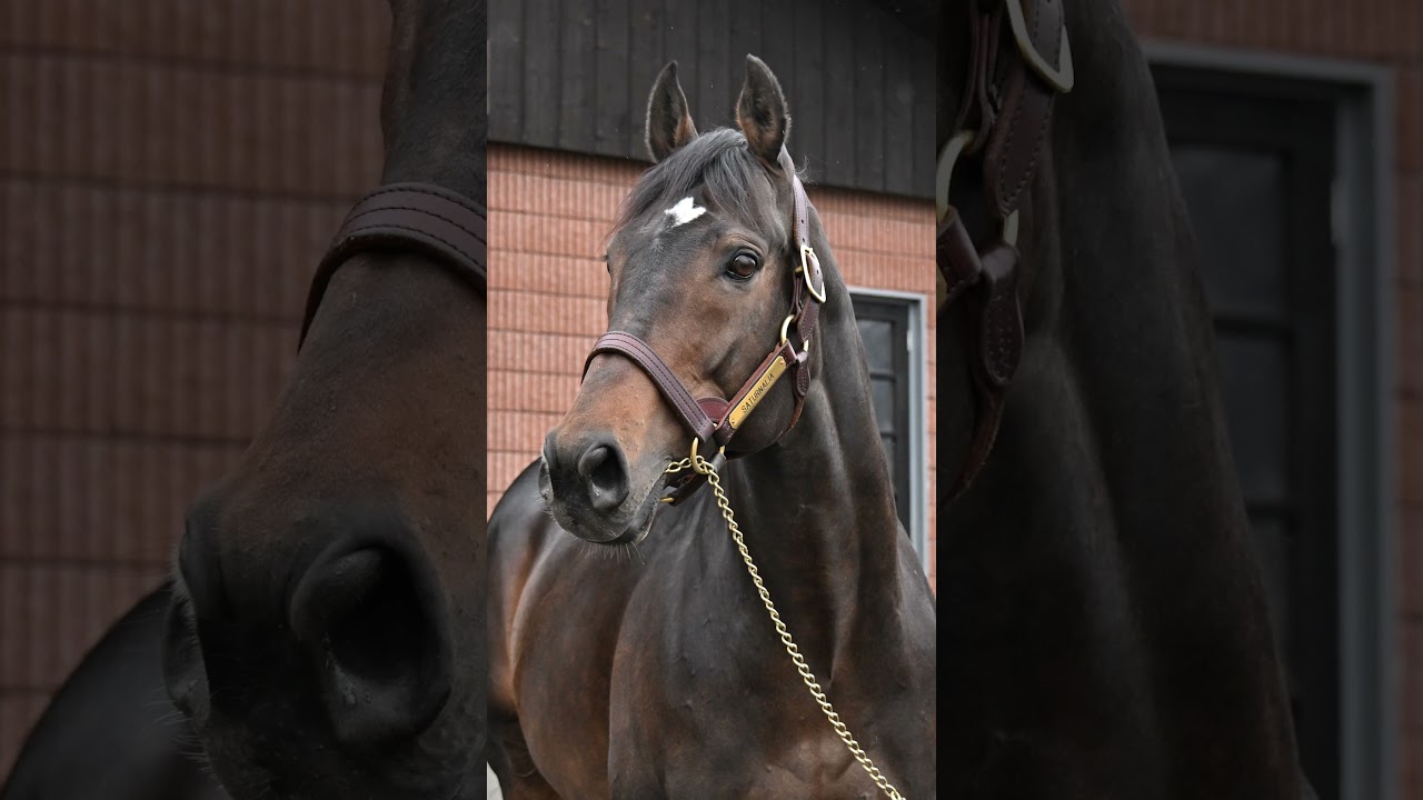 【風のたより】皐月賞勝ち馬　サートゥルナーリア