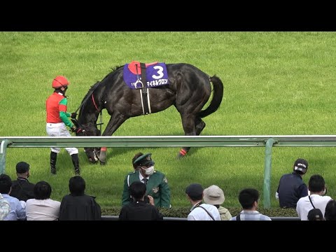 【中山グランドジャンプ 2025】マイネルグロン 下馬後の様子 心配そうな石神深一騎手【現地】