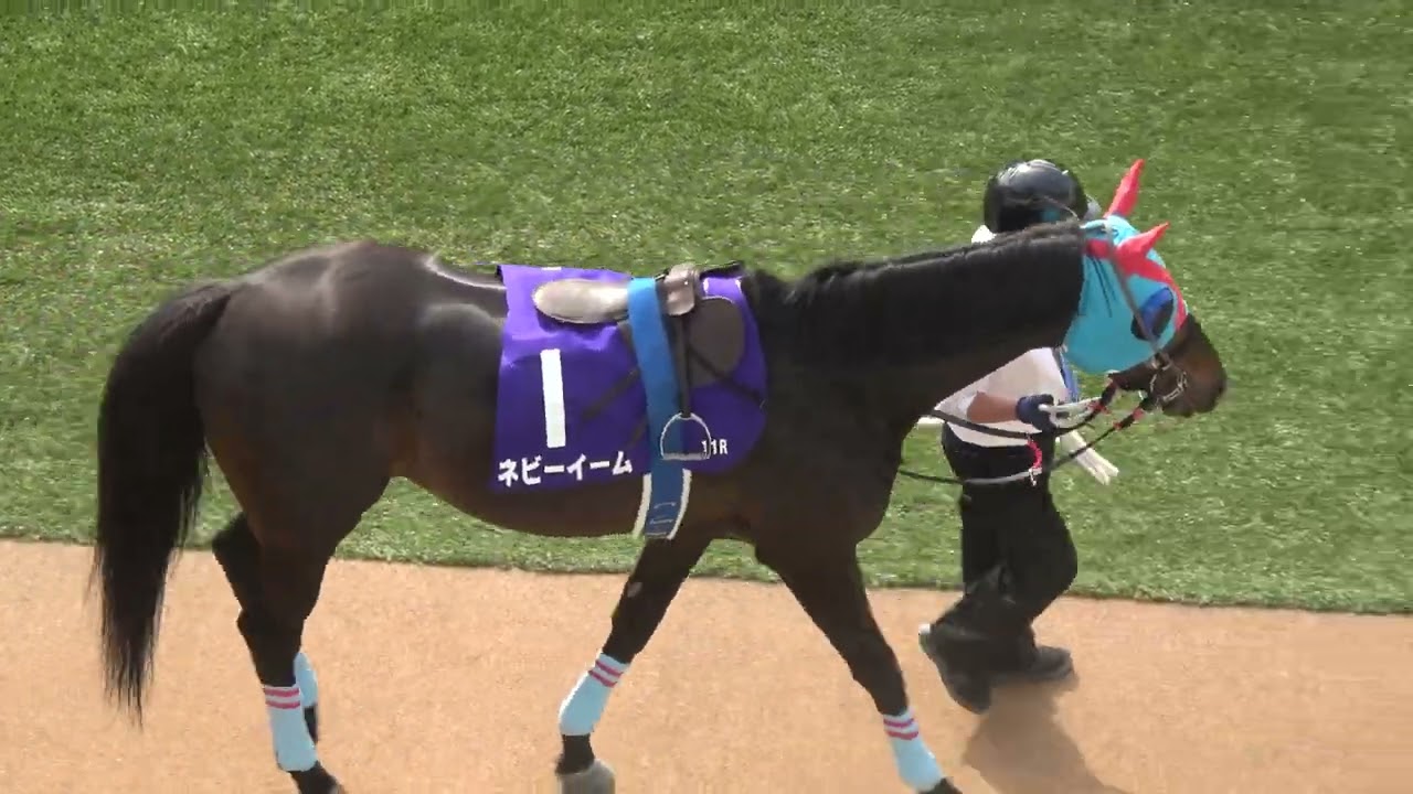 【中山グランドジャンプ2025】全頭パドック 現地映像 エコロデュエル