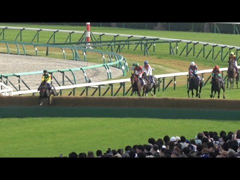 【中山グランドジャンプ 2025】エコロデュエル 8馬身差の圧勝劇 草野騎手はJG1初勝利に男泣き！【現地 レース映像】